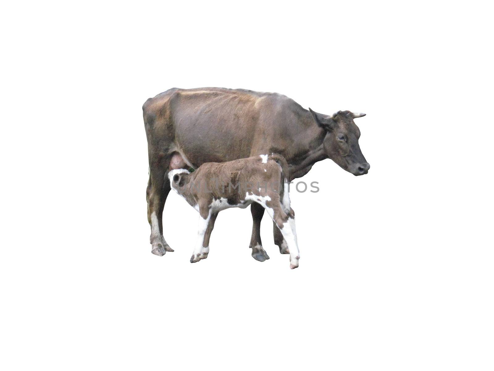 grey cow with calf on the white background by alexmak