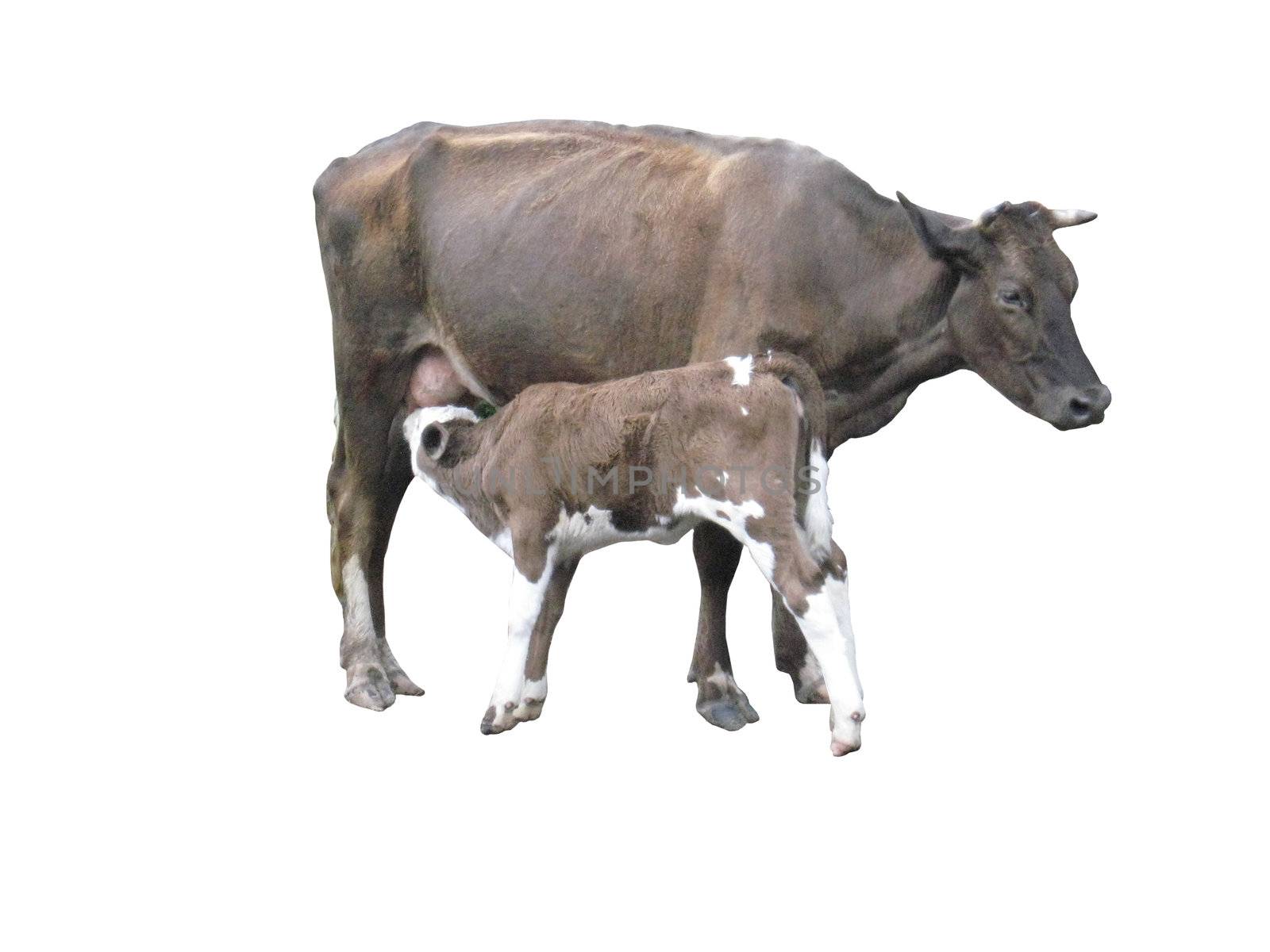 the grey cow with its little calf on the white background