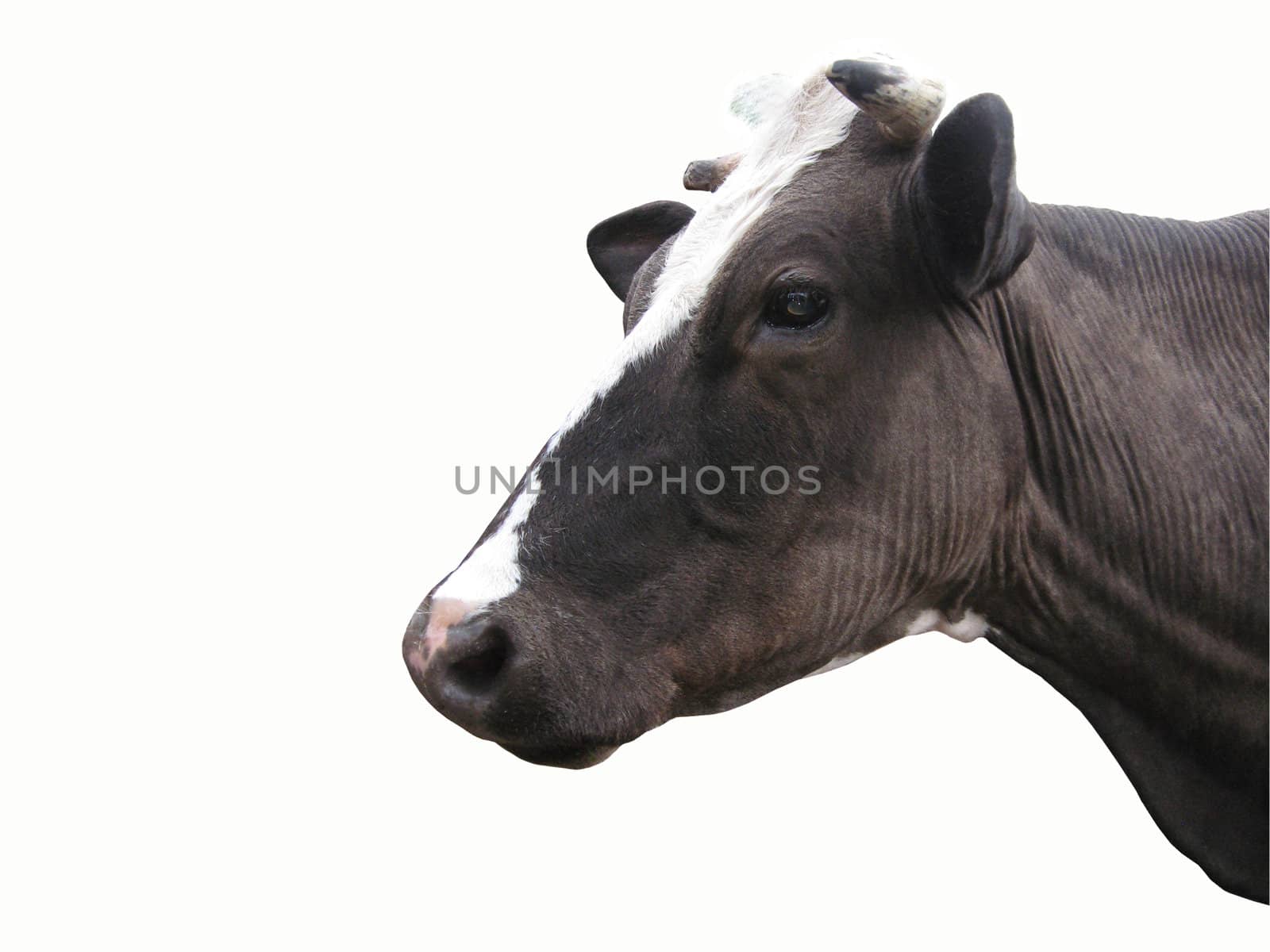 Black-and-white cow isolated on the white background