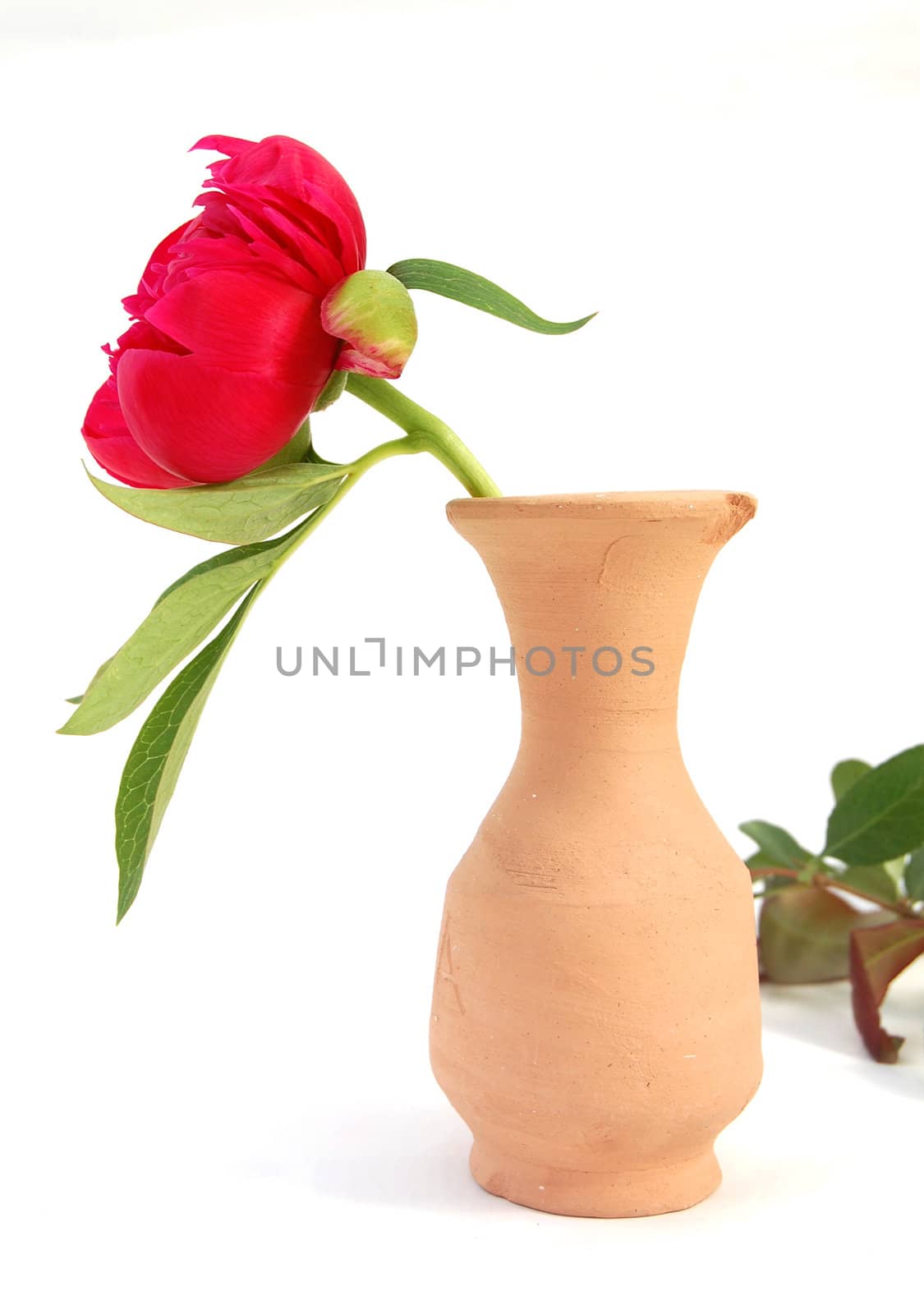 red flower in clay vase