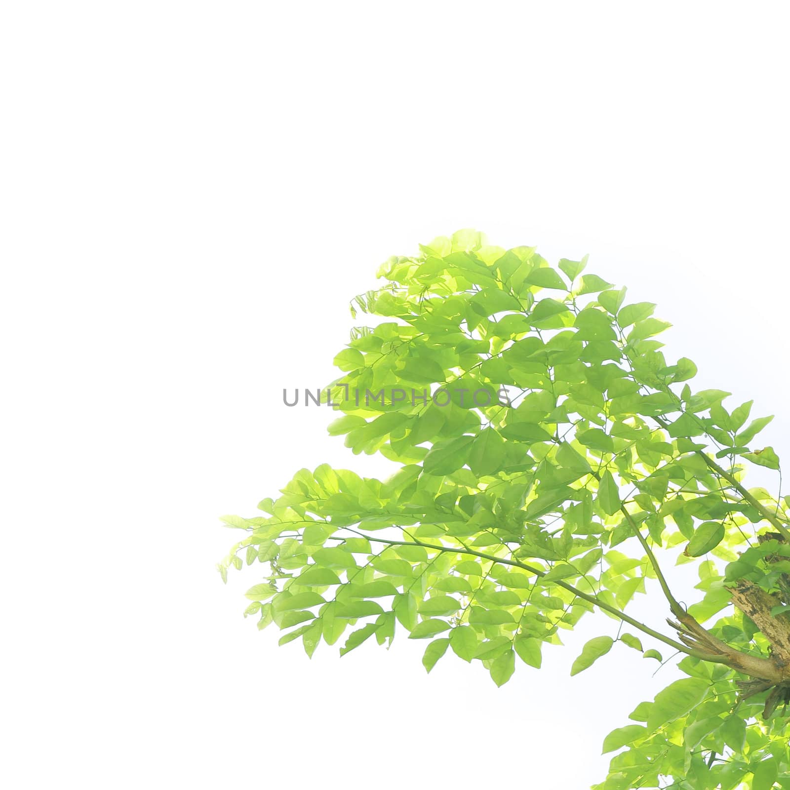 Green leaves on white background