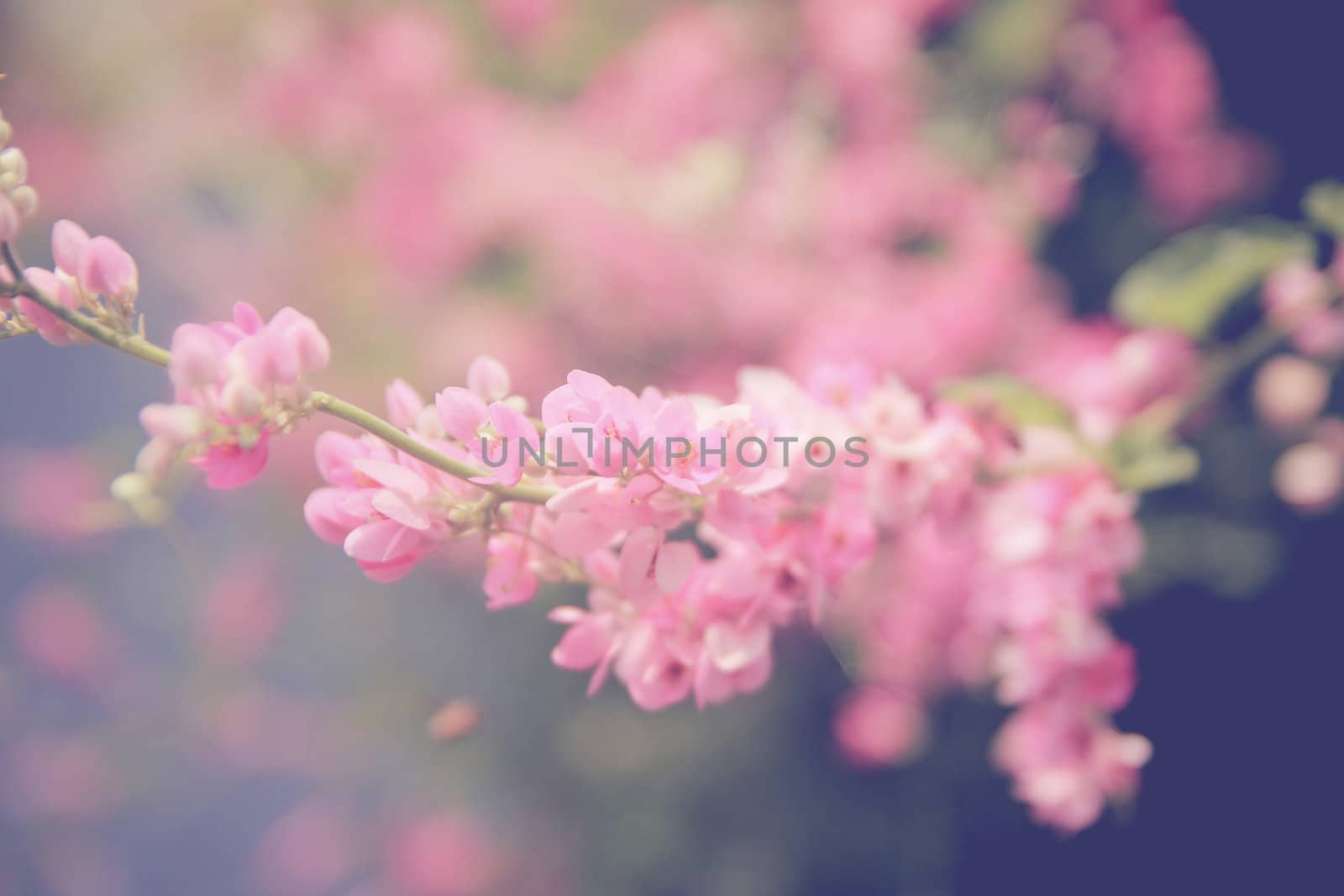 Pink flower  by wyoosumran