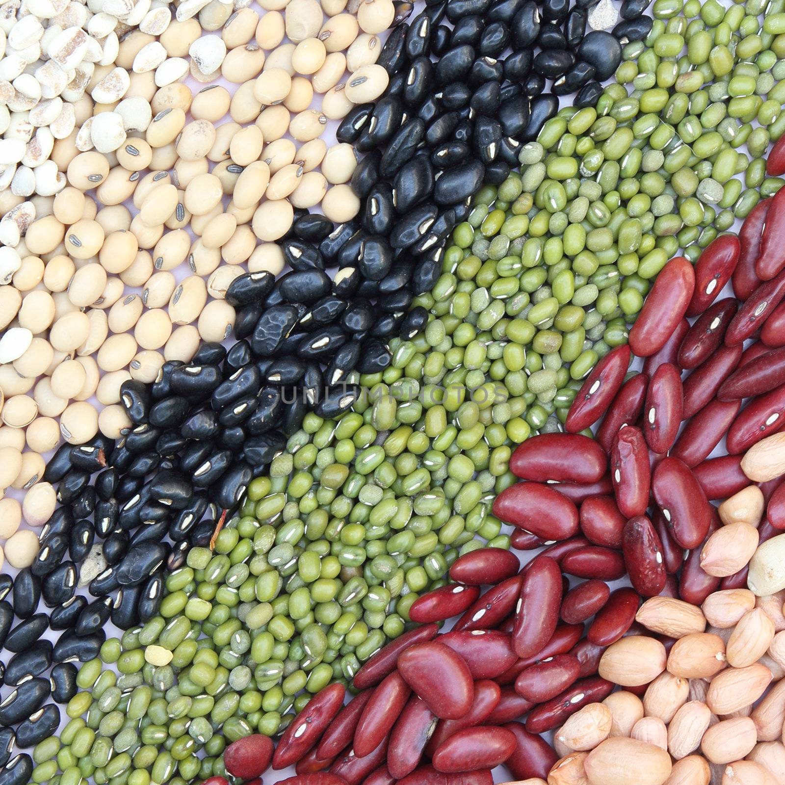 Varieties of beans  by wyoosumran