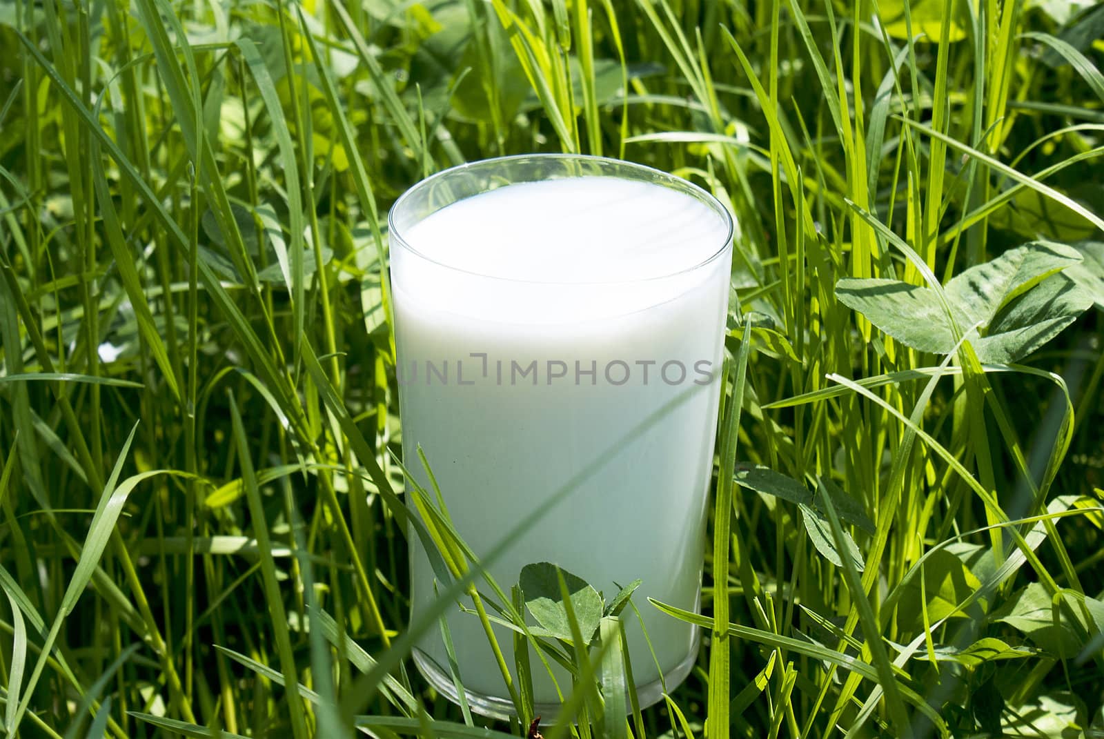 Fresh milk by sergey150770SV