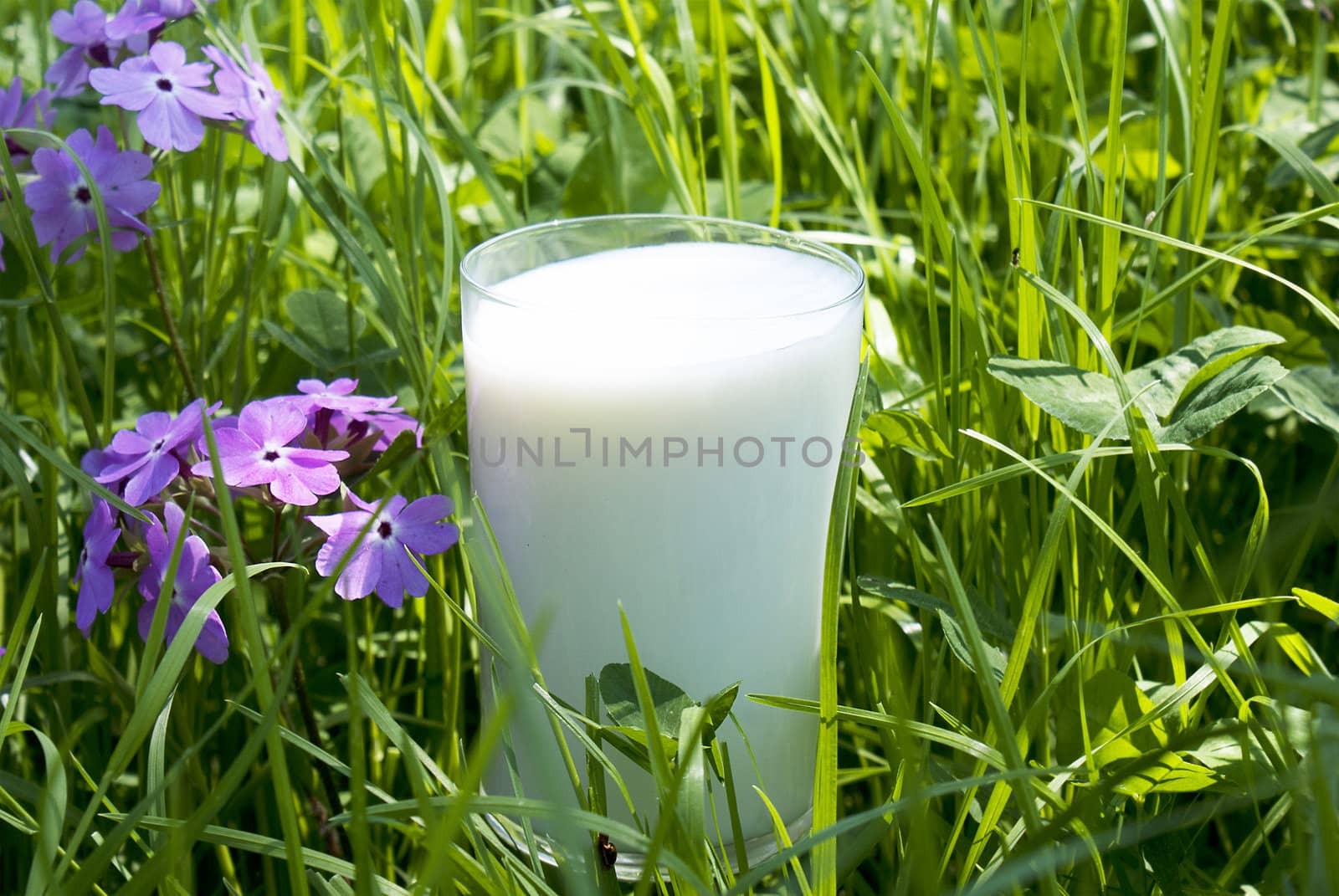 Fresh milk over green grass background