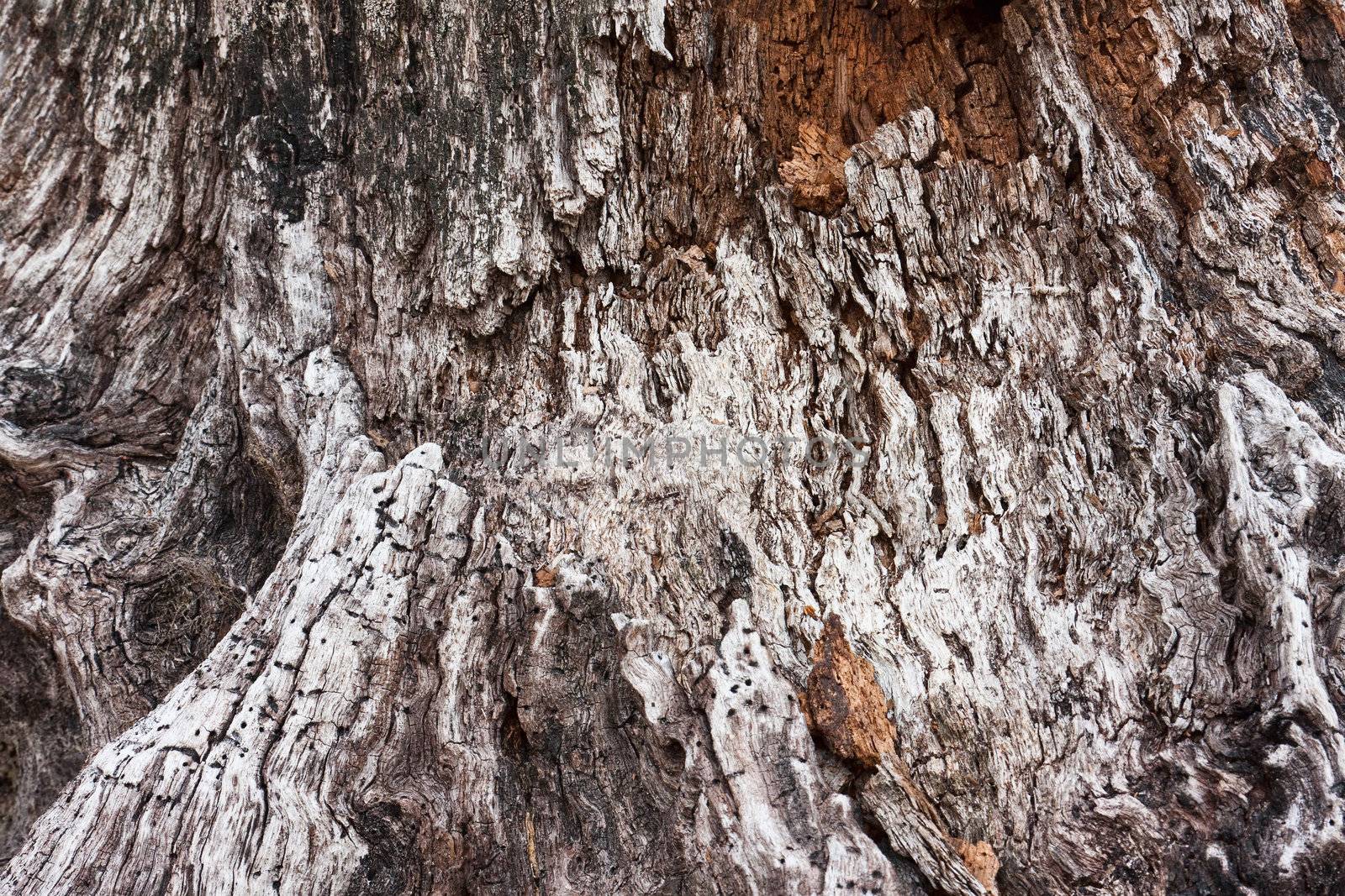 Tree Bark Texture by sbonk
