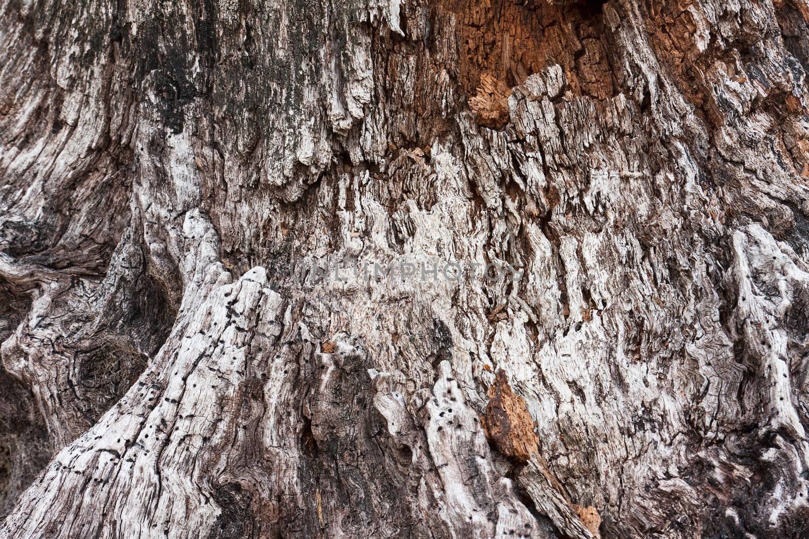 Detailed texture of an old tree trunk.