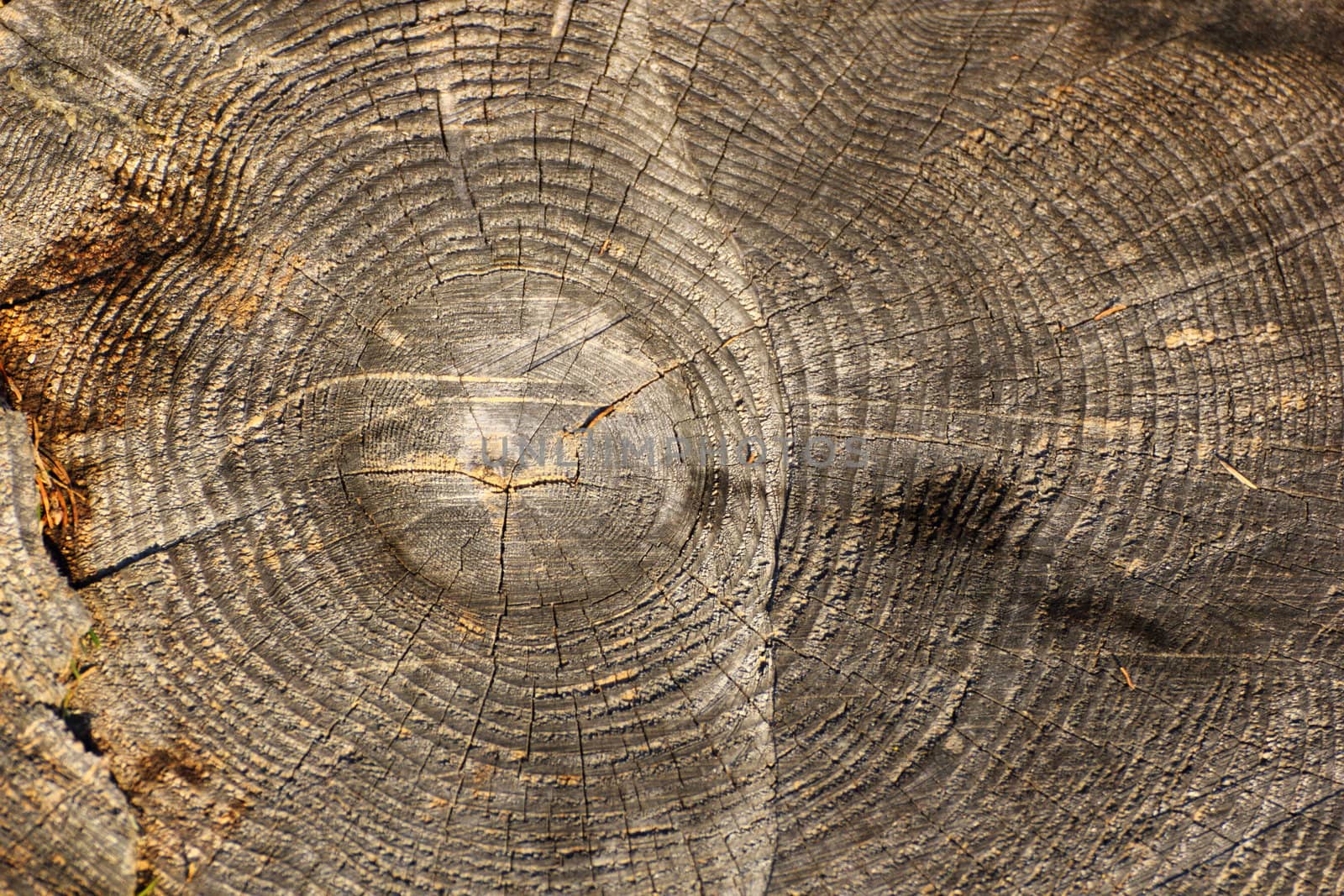 dead wood texture on a cut trunk found in the forest