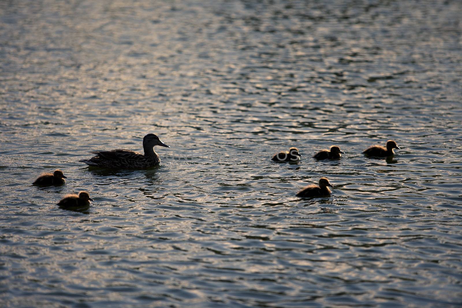 Mother and baby ducks swimming by mary981