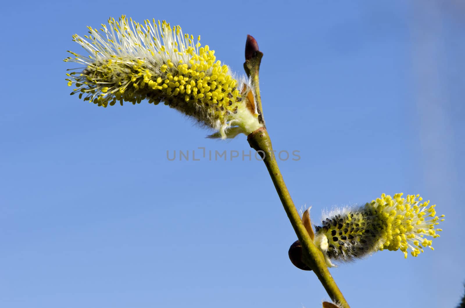 Closeup macro of spring kittens goat willow on background of blue sky. Amazing nature details.