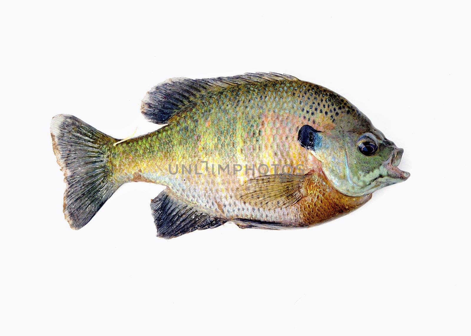 Freshwater Sunfish isolated on a white background.