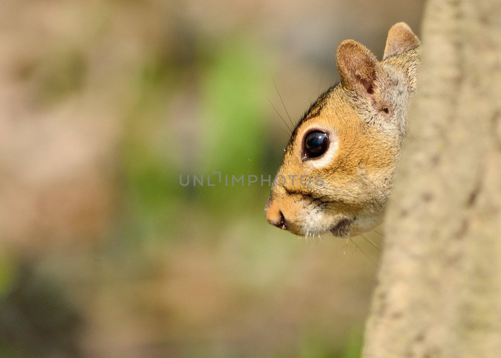 Gray Squirrel by brm1949