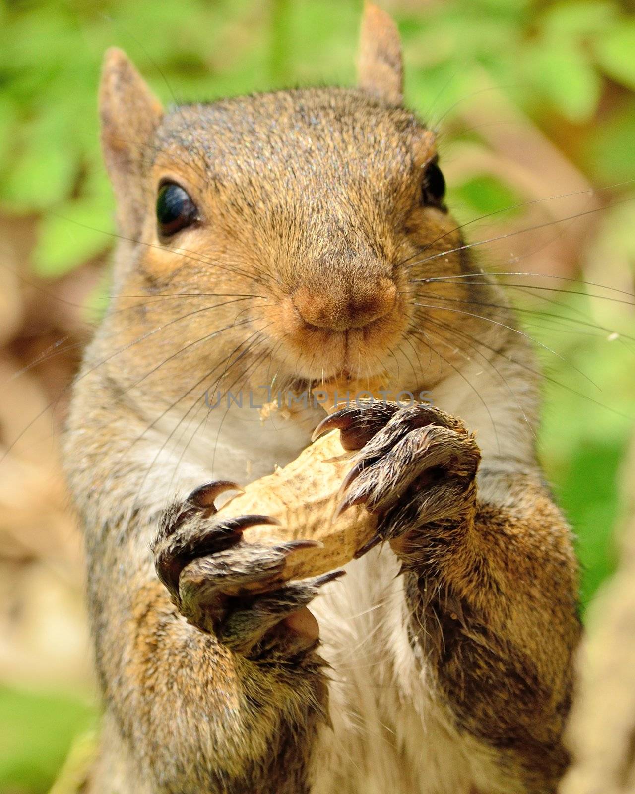 A Gray Squirrel closeup eating a peanut.