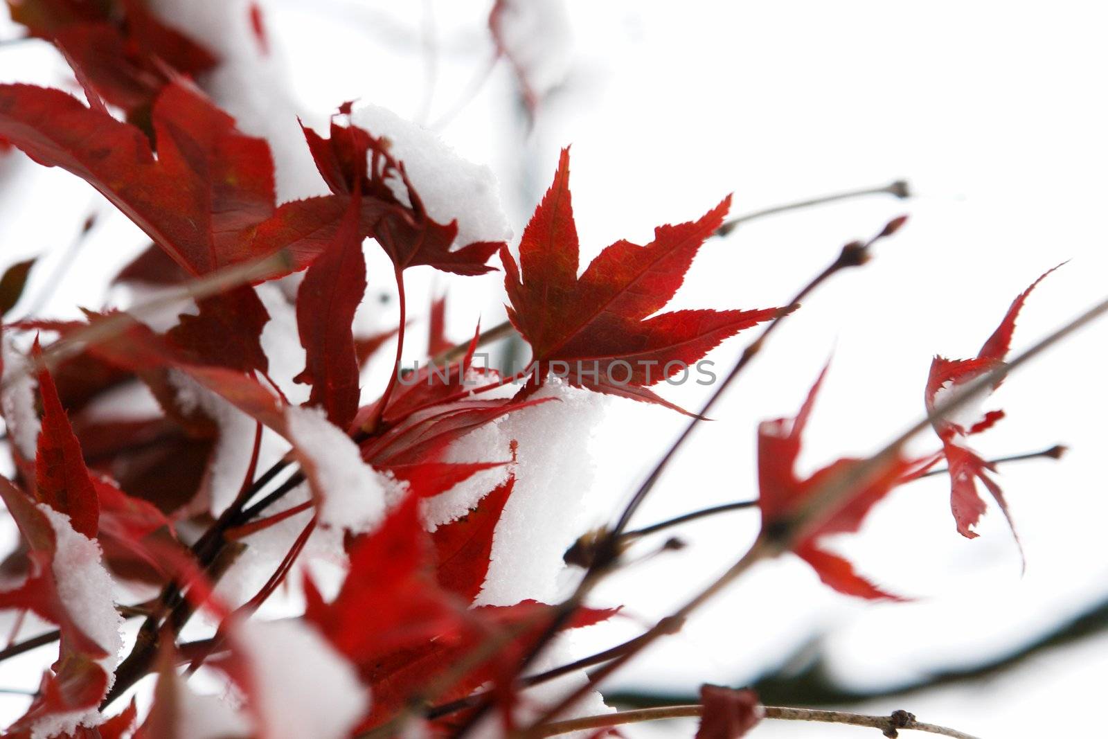 Close-up of a red tree with snow on it