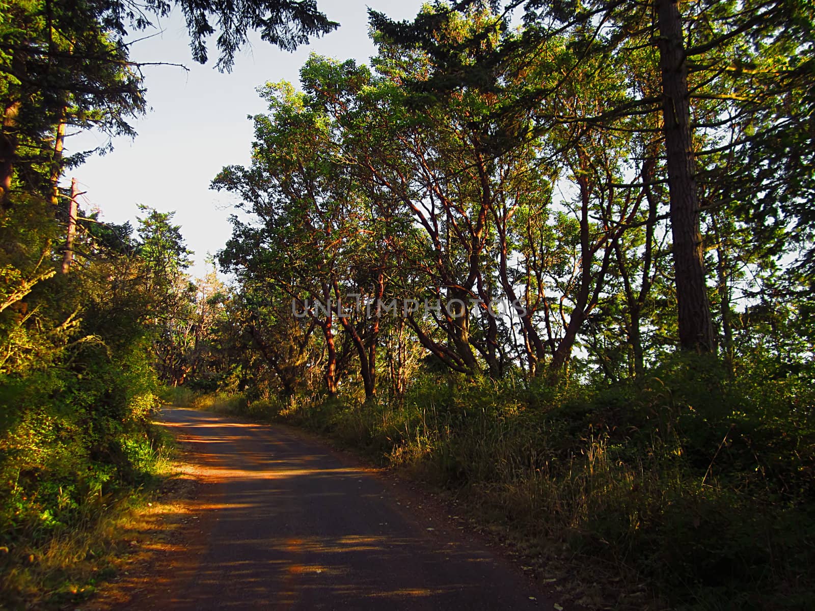 A photograph of a forest.