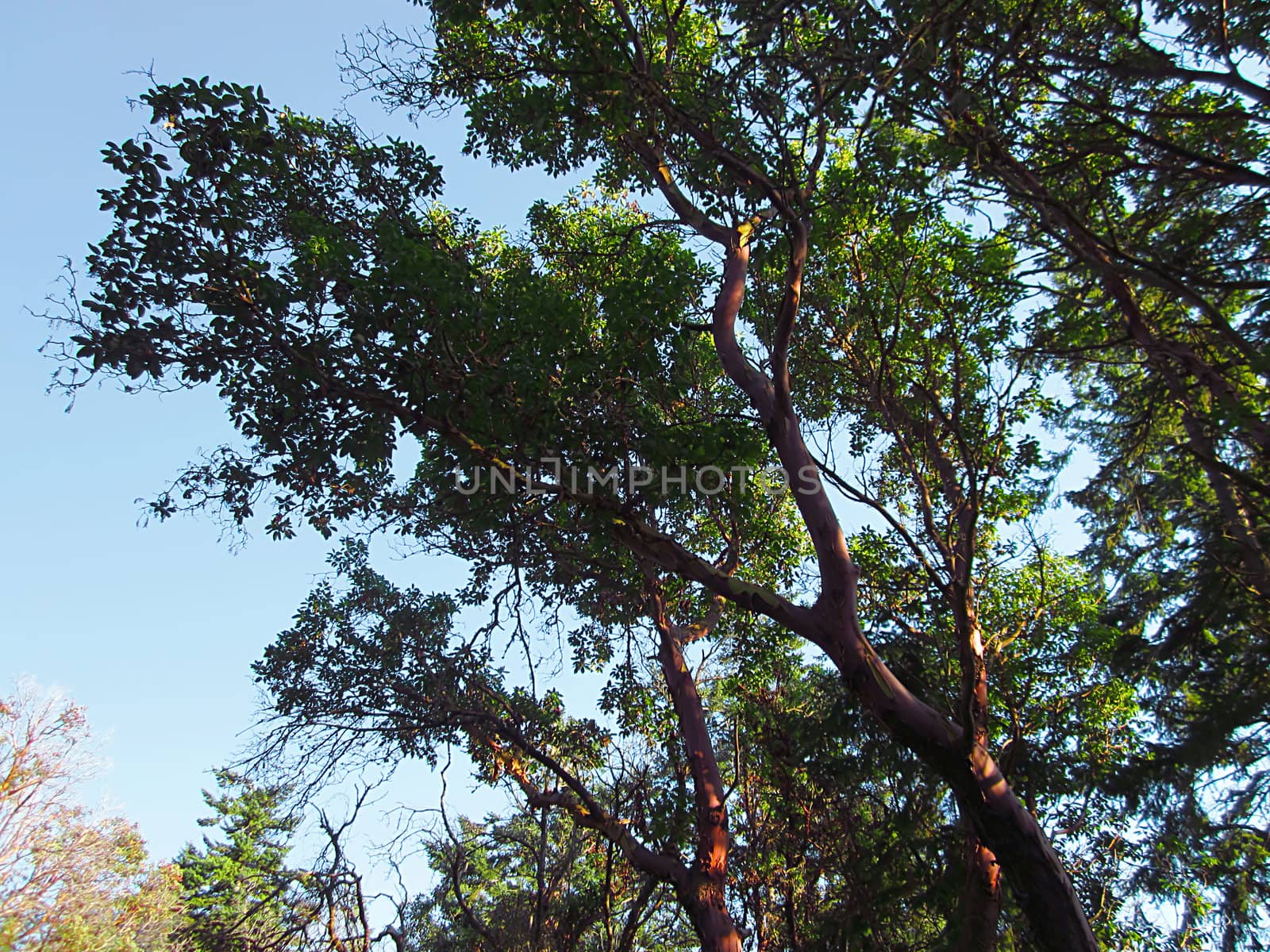 A photograph of the branches of a Pacific Madrone tree.  The Pacific Madrone (Latin Name: Arbutus menziesii) is a species of tree found on the west coast of North America.  It is known for its distinctive red peeling bark.