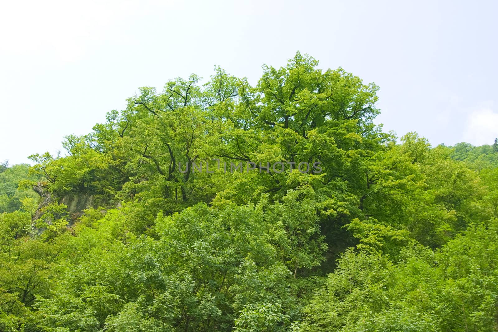 Large forest on hilly district with juicy green foliage in summer season

	 