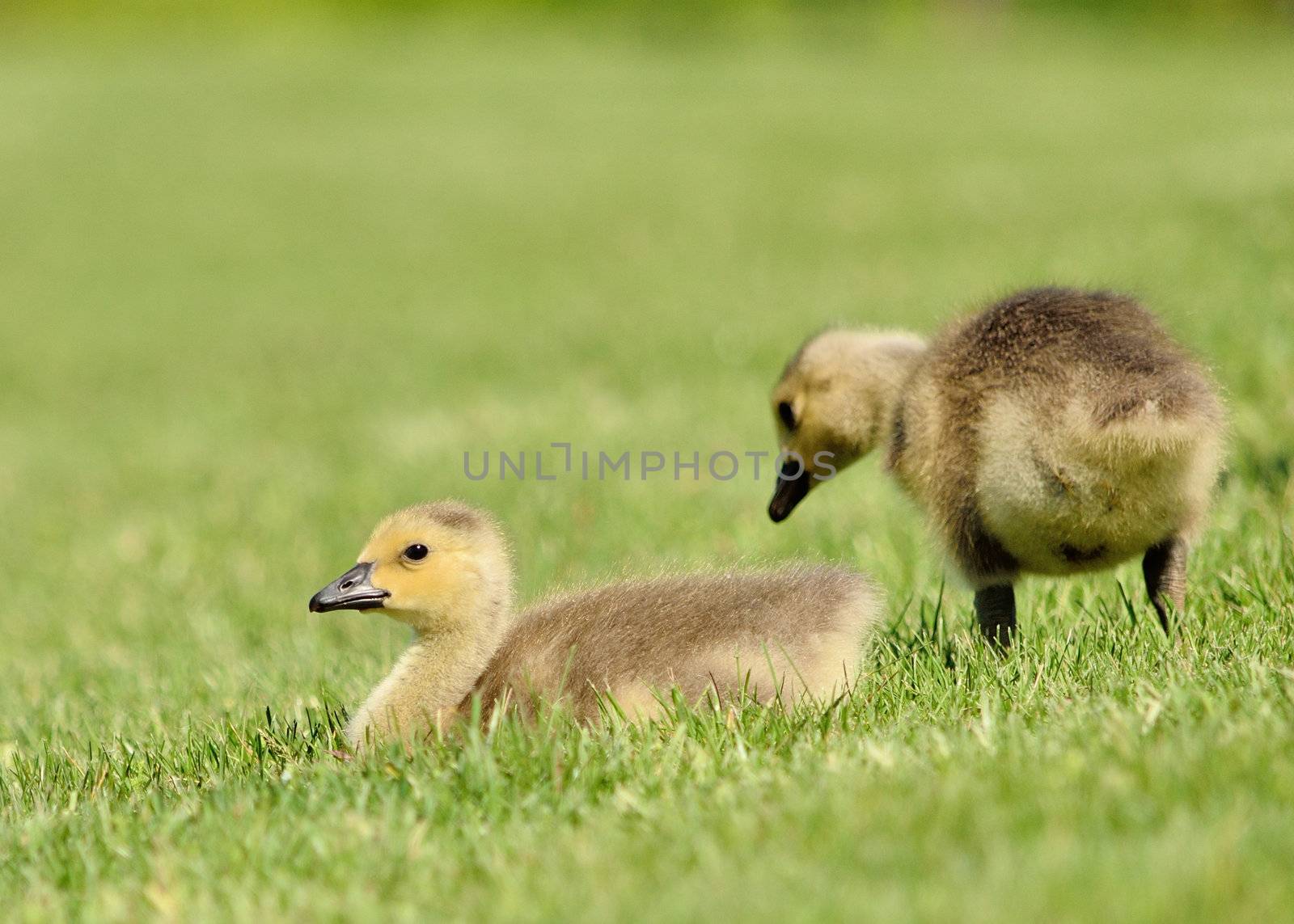 Canada Goose Goslings by brm1949