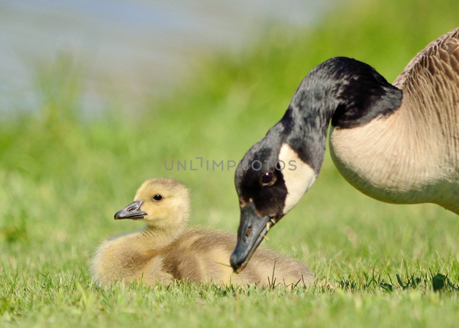 Canada Goose gosling sitting in the grass next its mother.