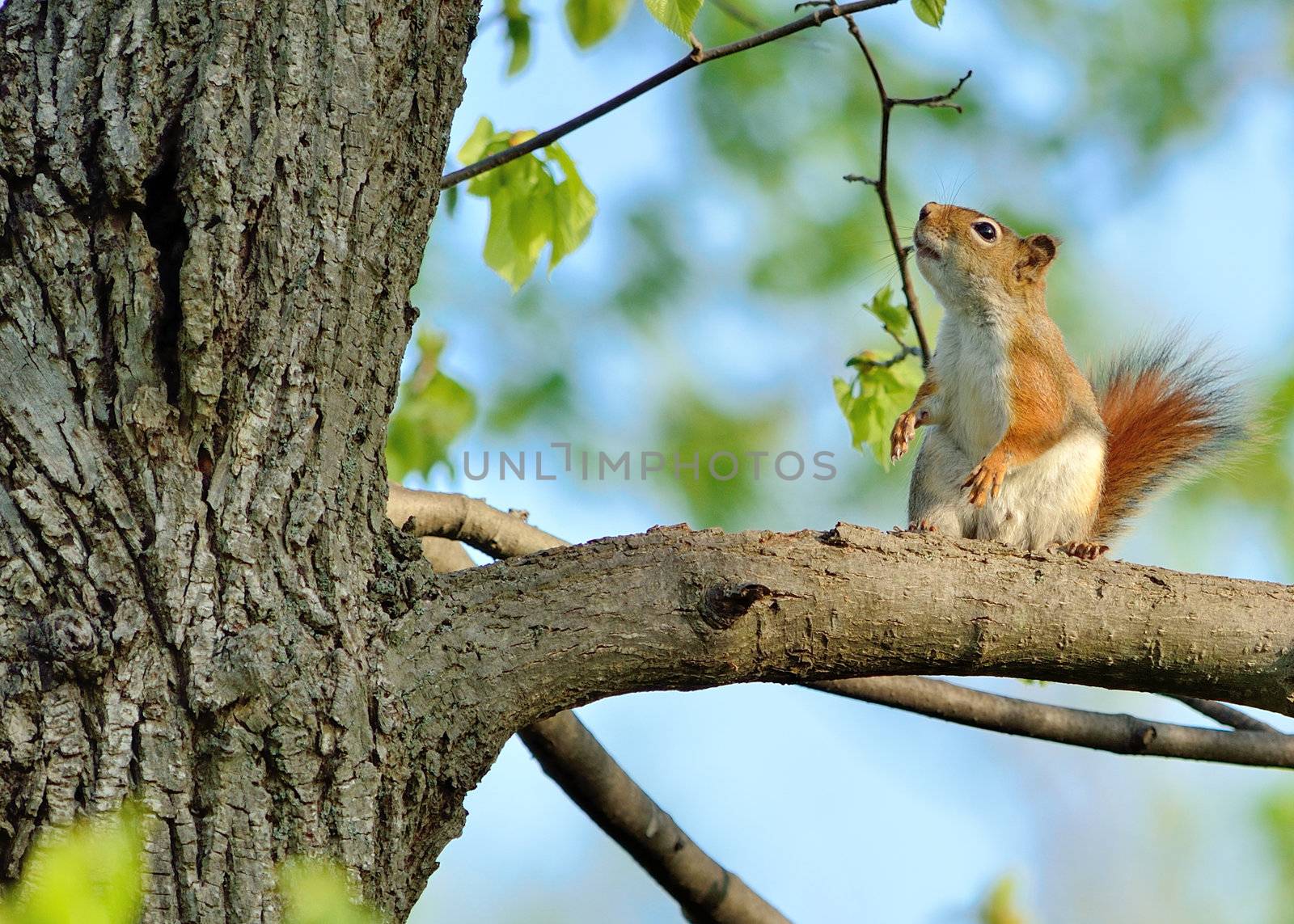 A red squirrel perched in a tree.