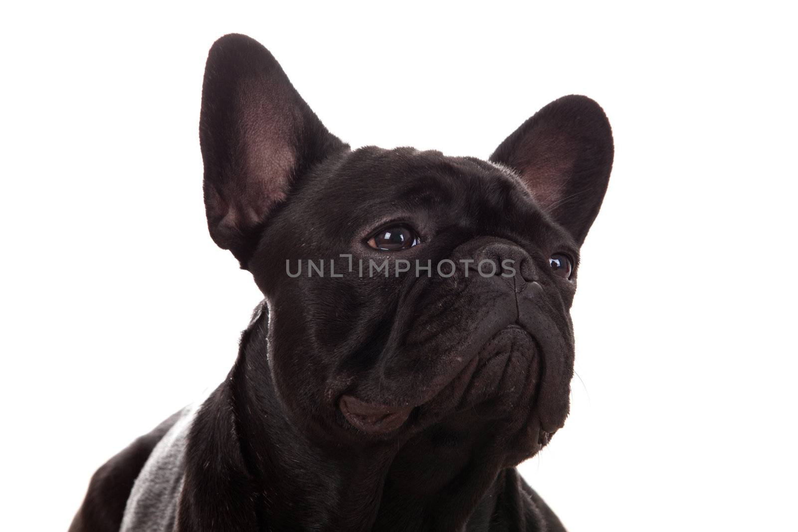 Crossbreed cute puppy in a studio having a great time