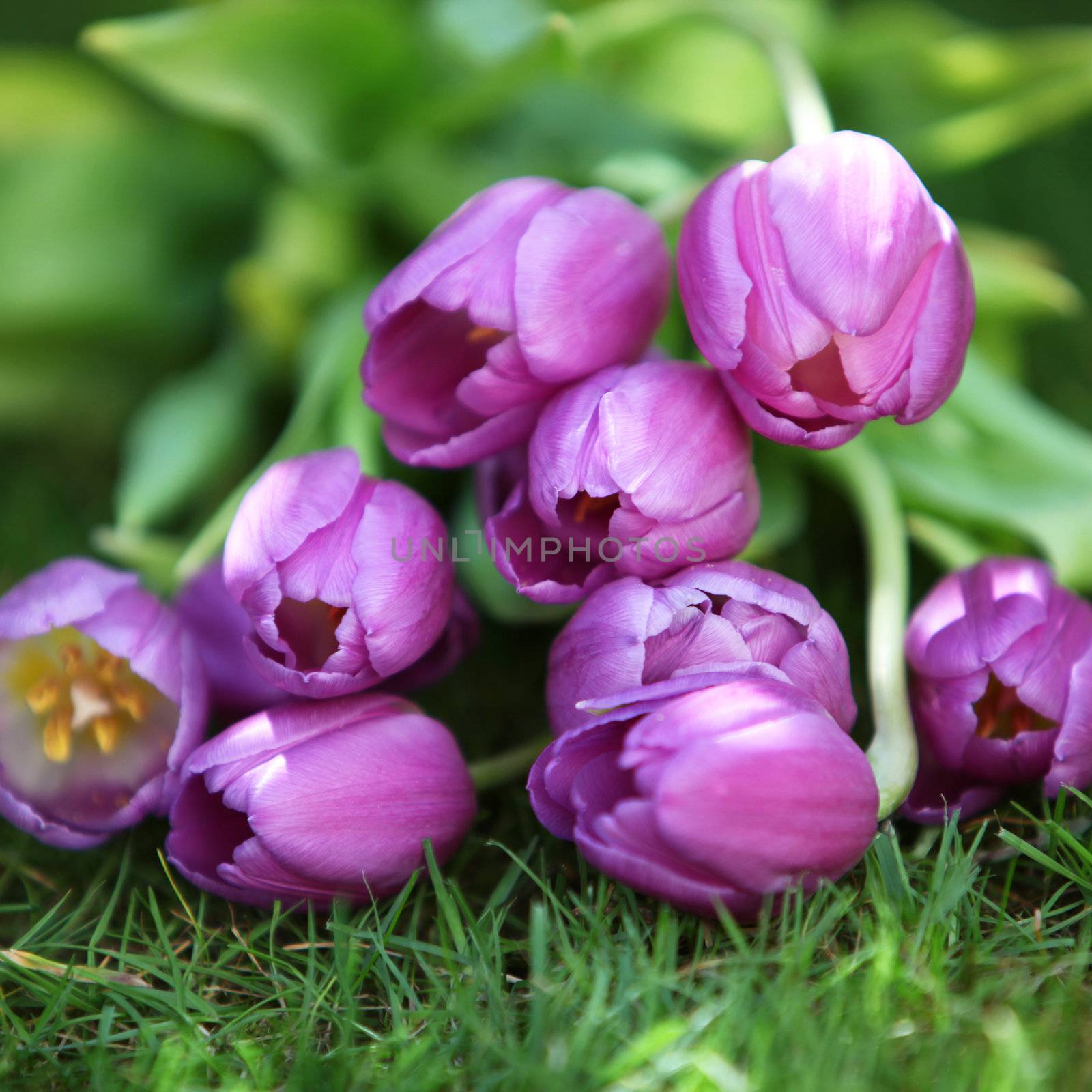 Bunch of beautiful fresh magenta coloured purple tulips lying on green grass in spring