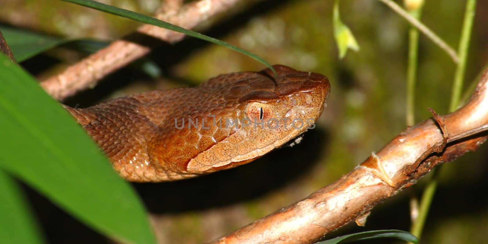 Copperhead (Agkistrodon contortrix) snake in the southern United States.
