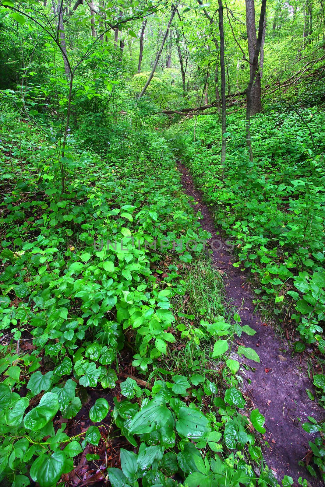 Mississippi Palisades Trail - Illinois by Wirepec