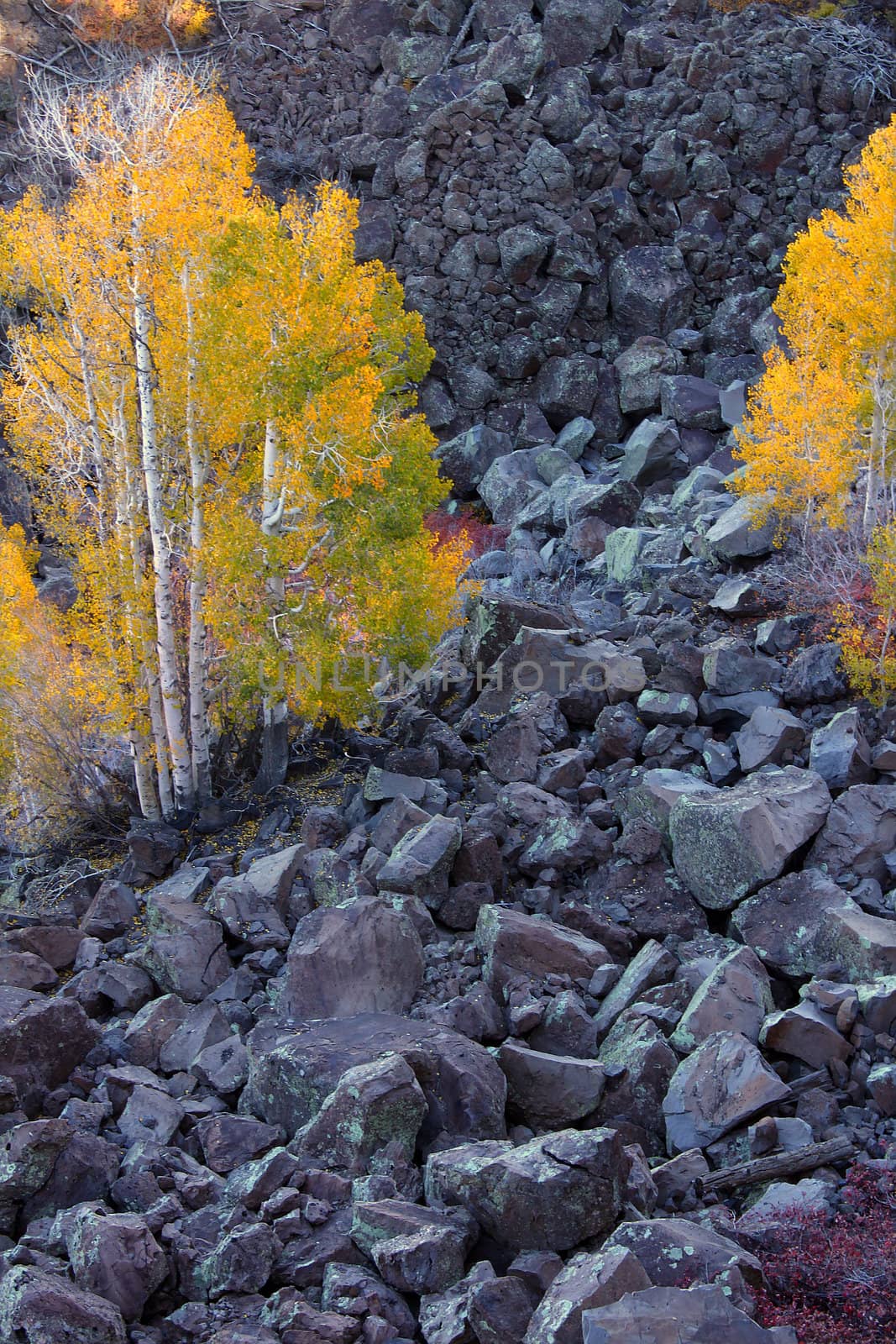 Aspens grow amongst boulders at Lava Point of Zion National Park - Utah.