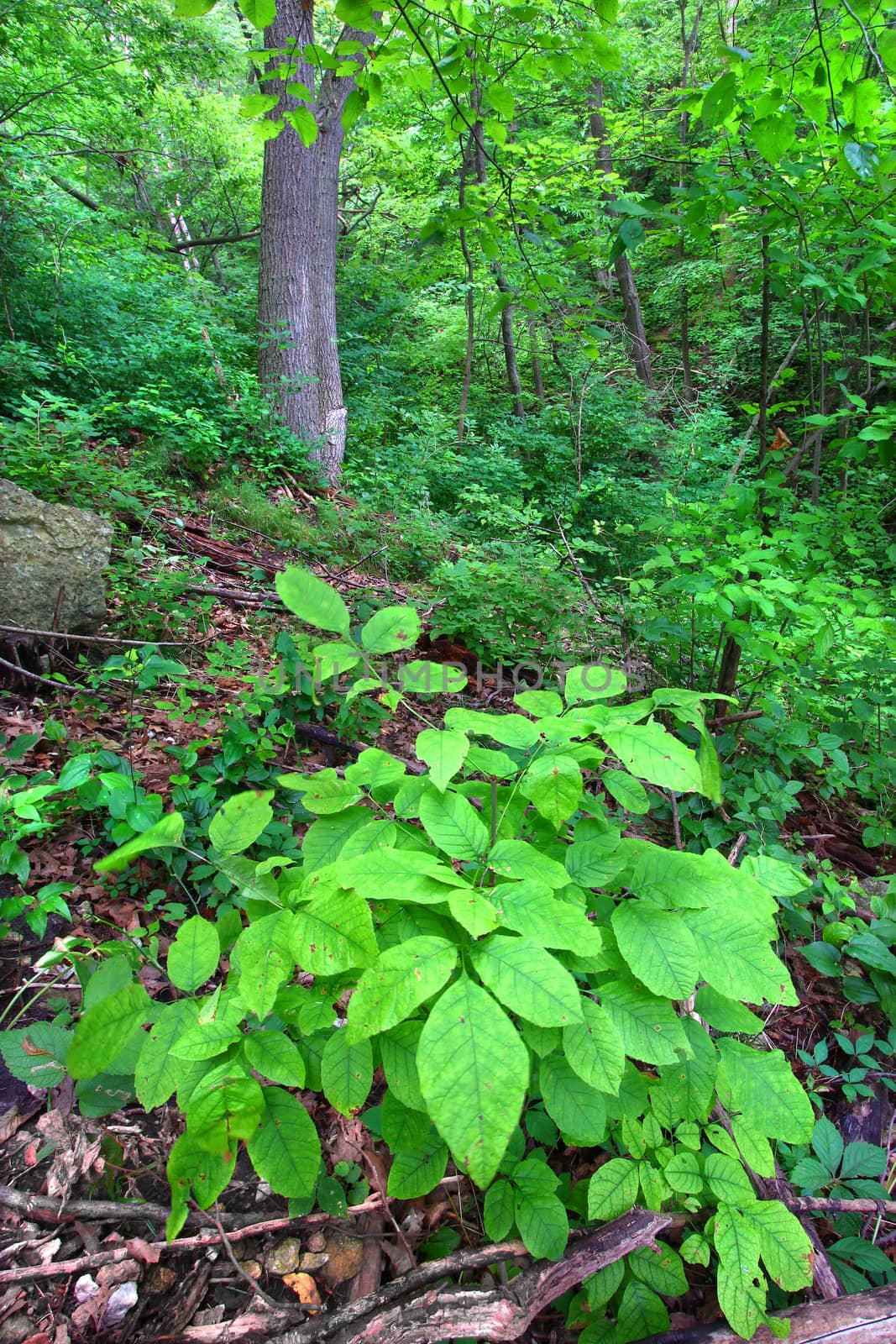 Lush green of the forest understory at Mississippi Palisades State Park in Illinois.