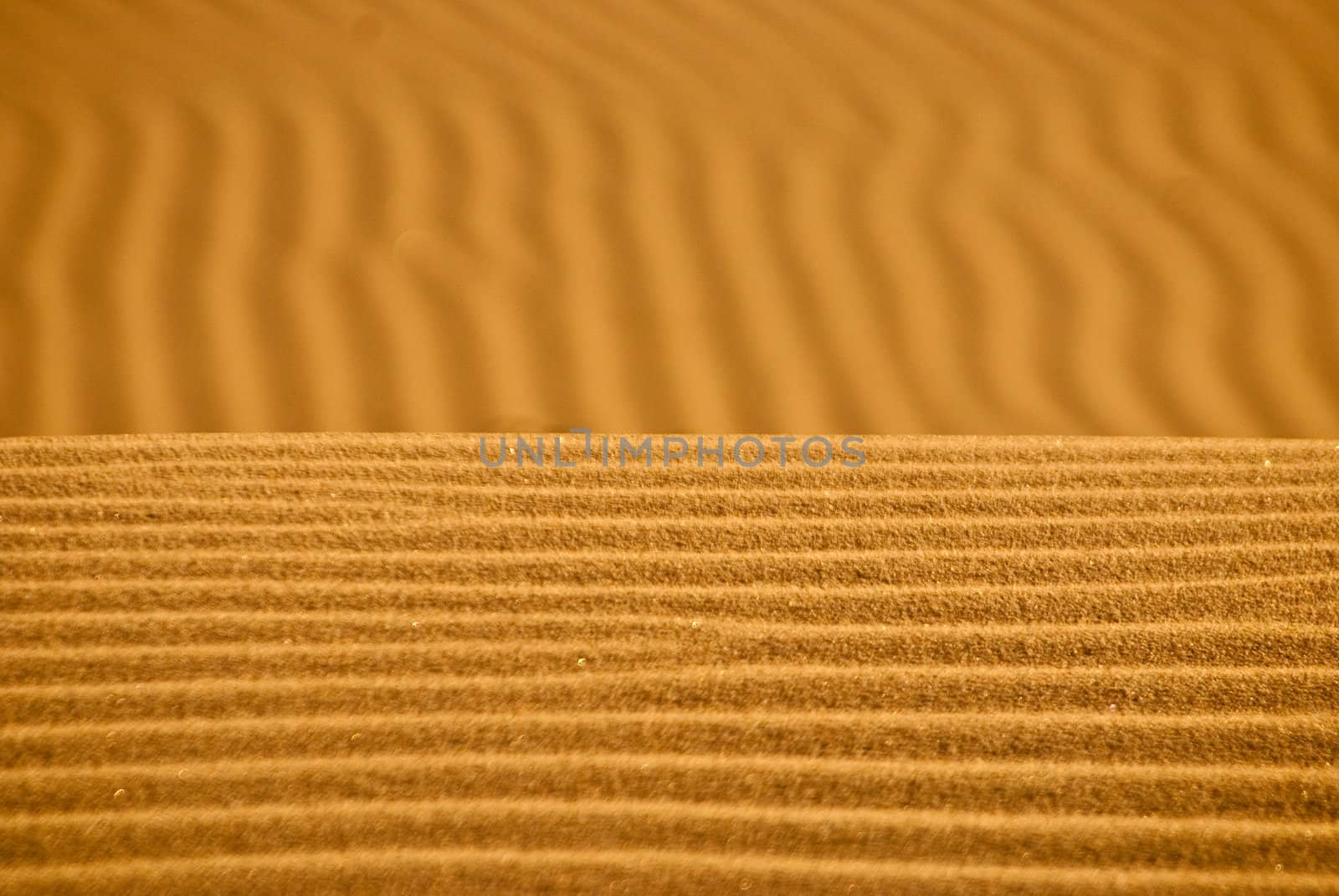 Sand in Kelso Dunes forms a golden horizon
