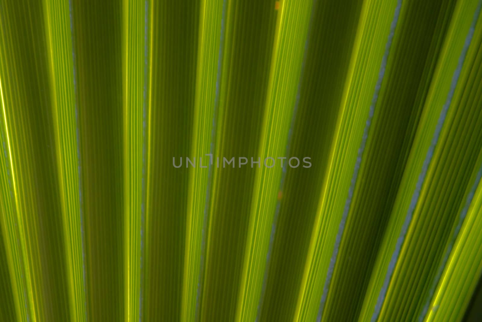 Very soft light abstract of green palm fronds