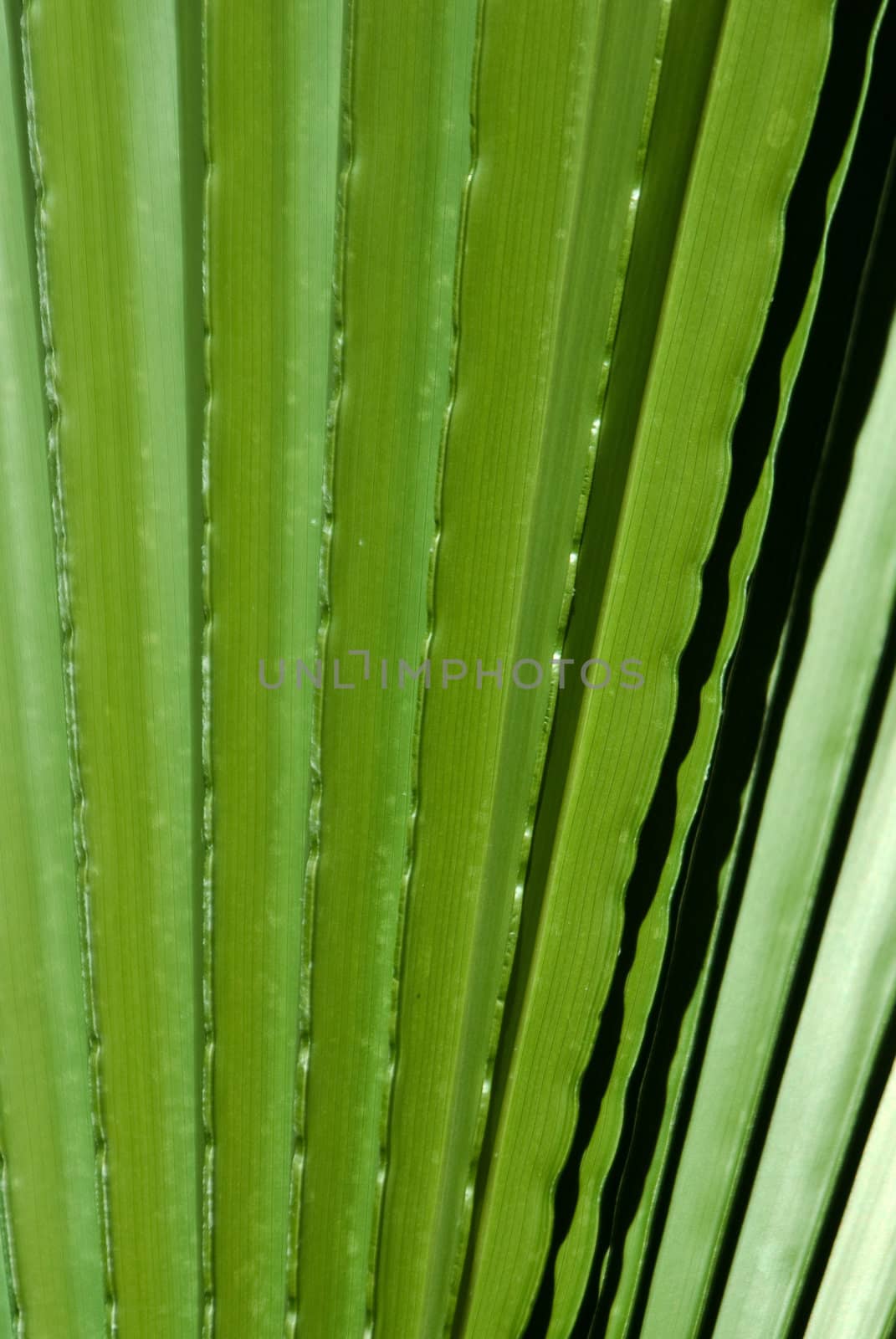 Light and shadow play on green palm fronds