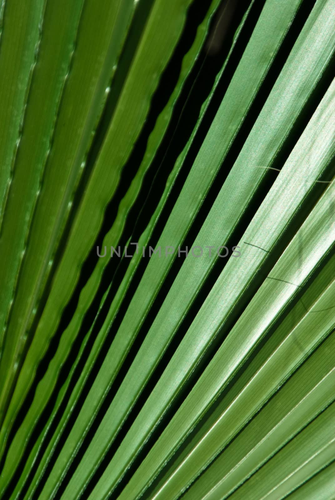 Light and shadow play on green palm fronds