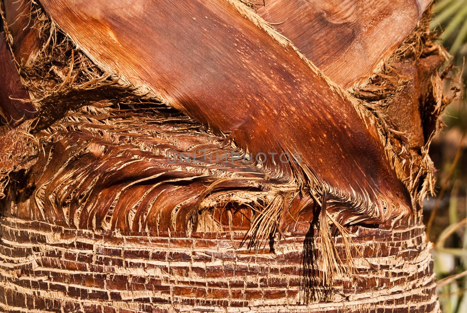 Color and pattern of base of desert palm tree