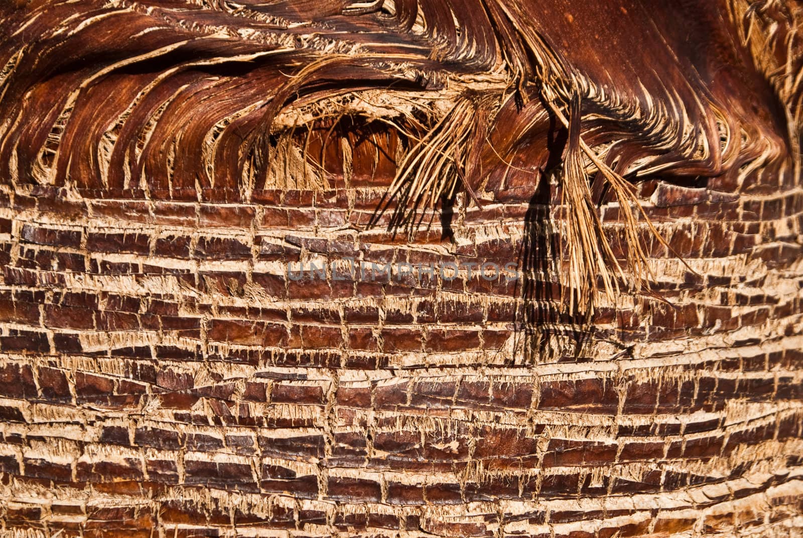Color and pattern of base of desert palm tree