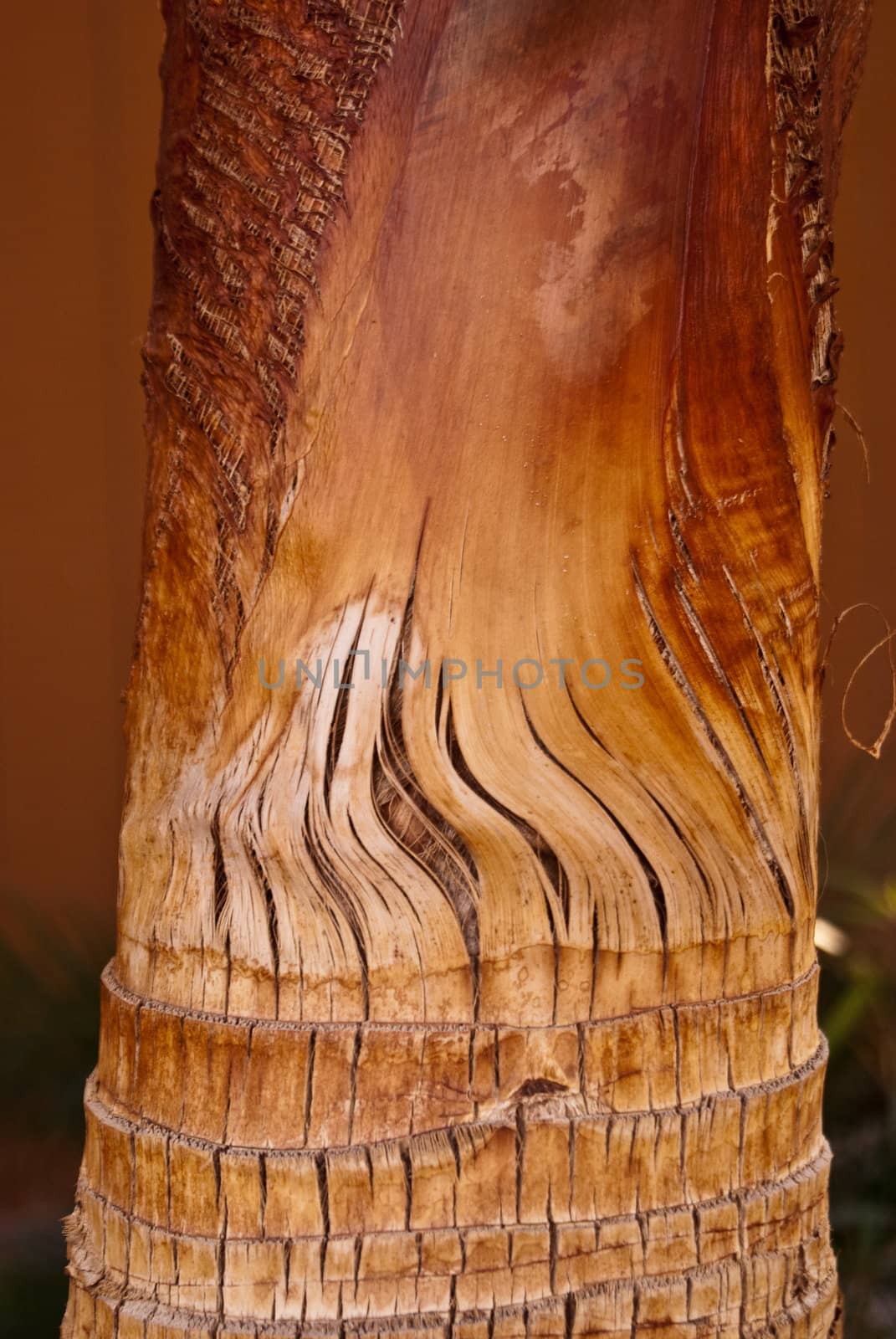 Rich and earthy colors of a bronzed palm tree trunk