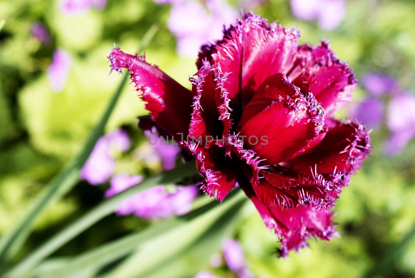 Spring red tulips over green meadow background