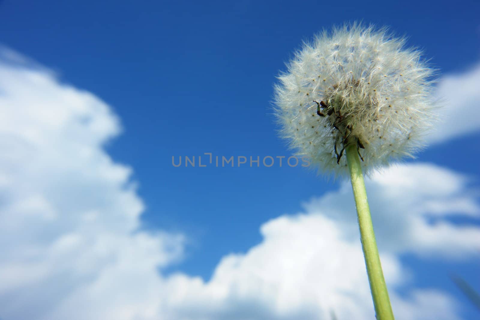 blowball dandelion clock at springtime in the wind