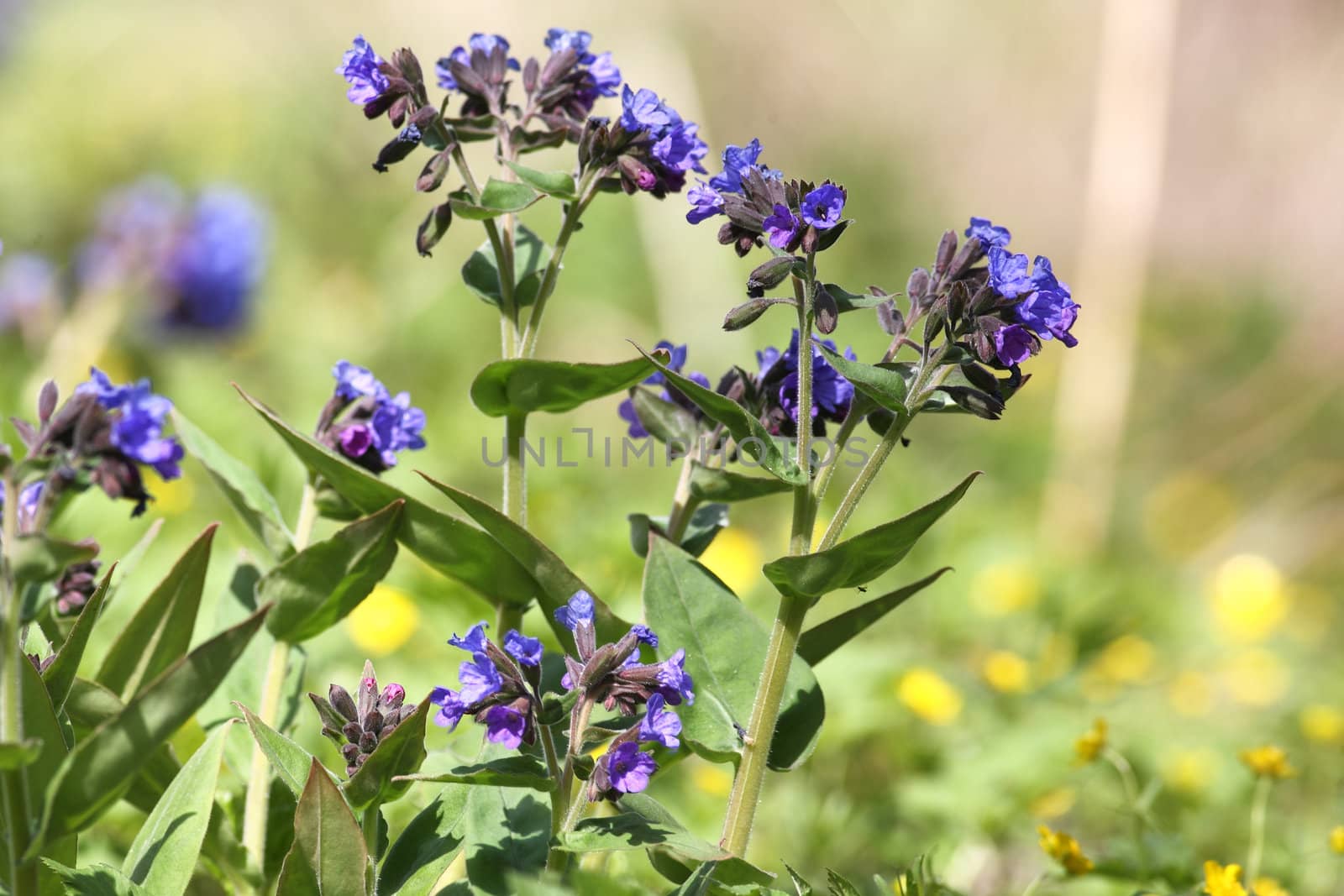 The Siberian primroses- Pulmonaria