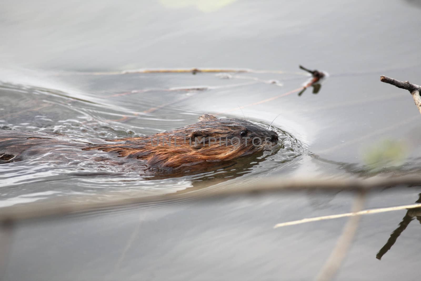 The muskrat floating in water
