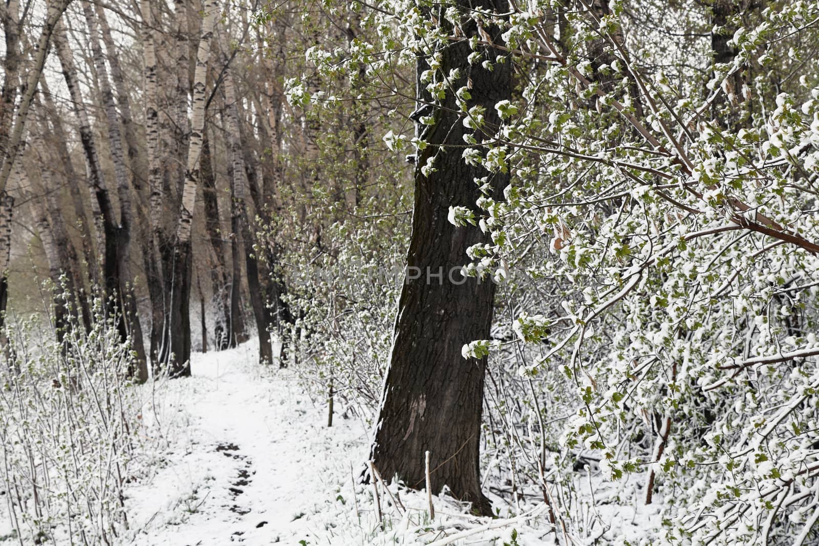 Natural disasters - the snow had fallen in May