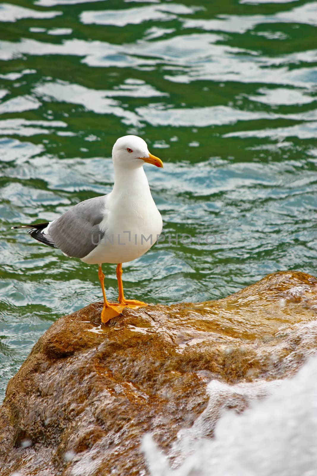 Gull on a rock at the foot of a waterfall
