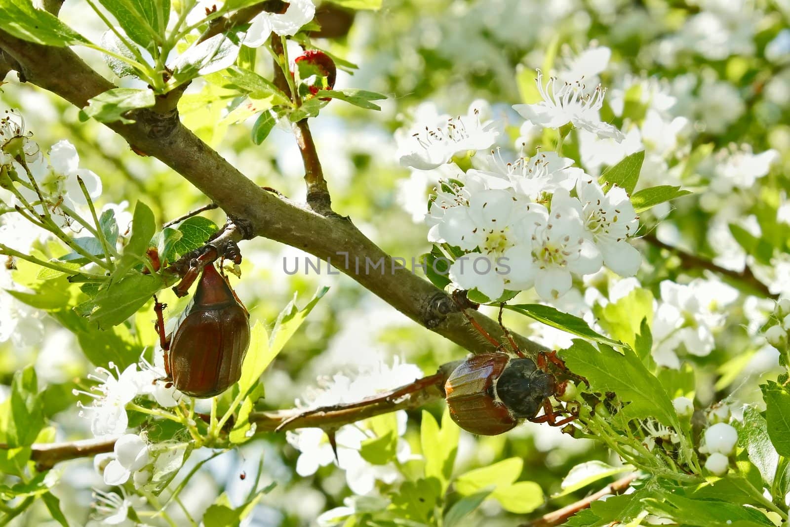 Chafer beetles on flowering hawthorn tree by qiiip