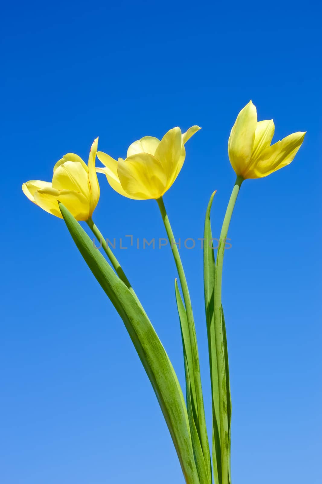 Yellow tulips by qiiip