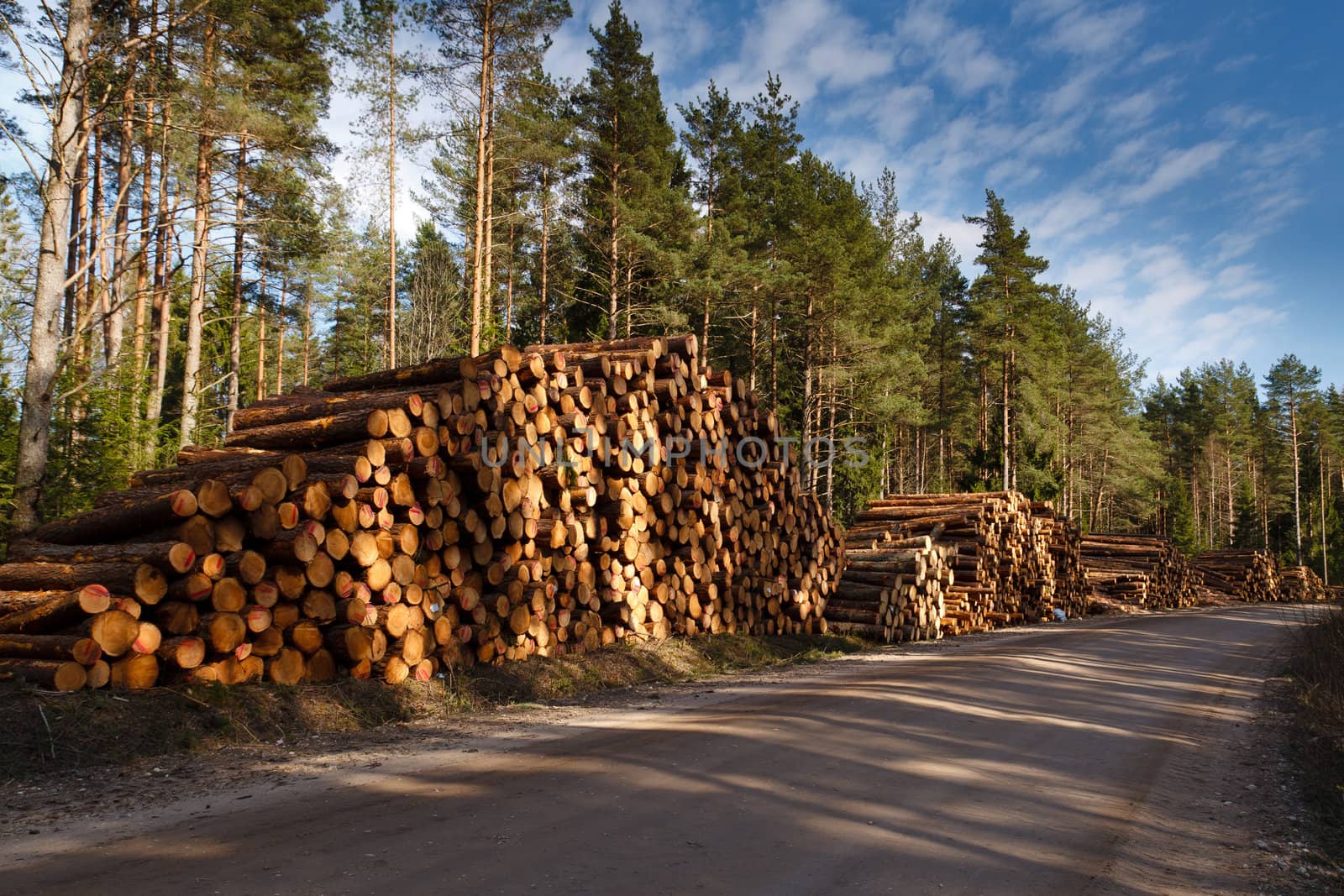 A big pile of wood in a forest road