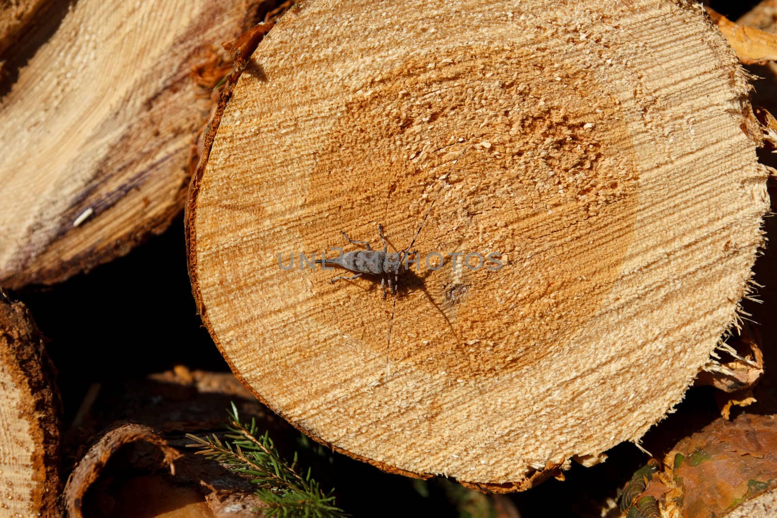 freshly cut log with a bug on it