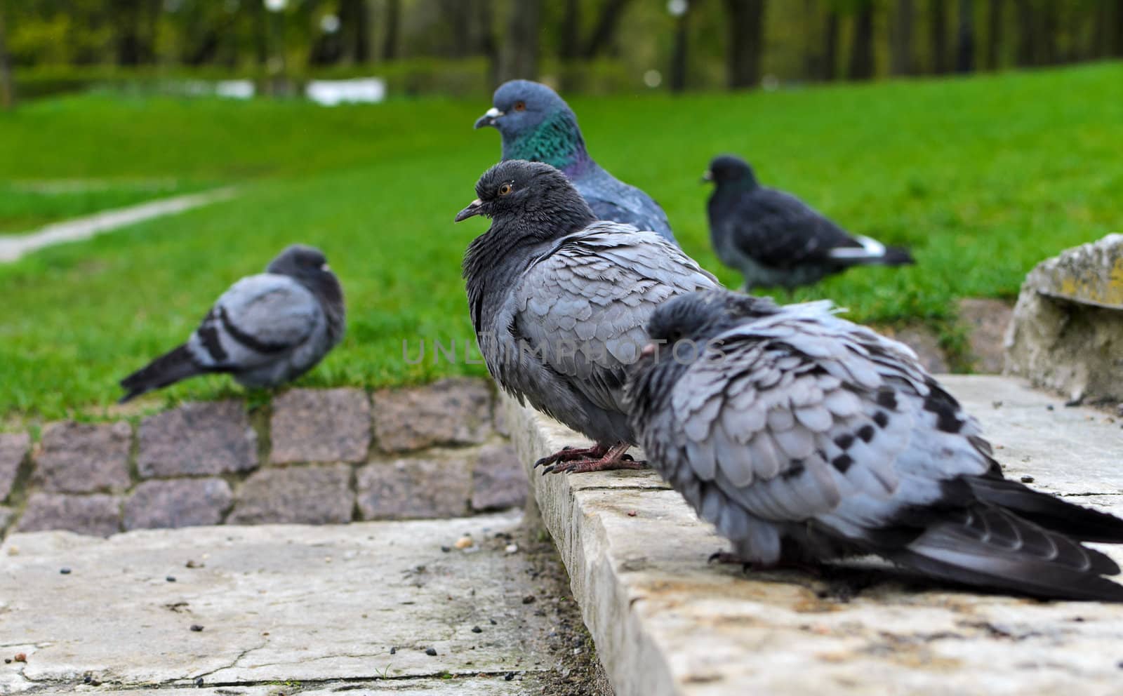 Many pigeons in the park.