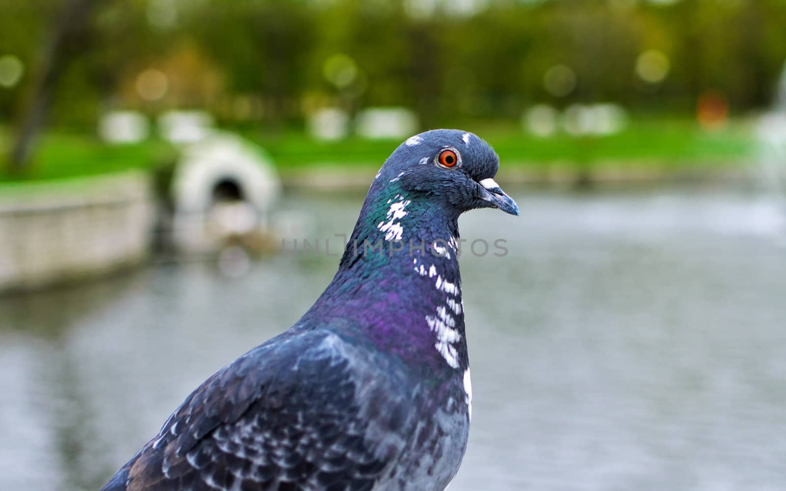 Portrait of pigeon near the park pond.