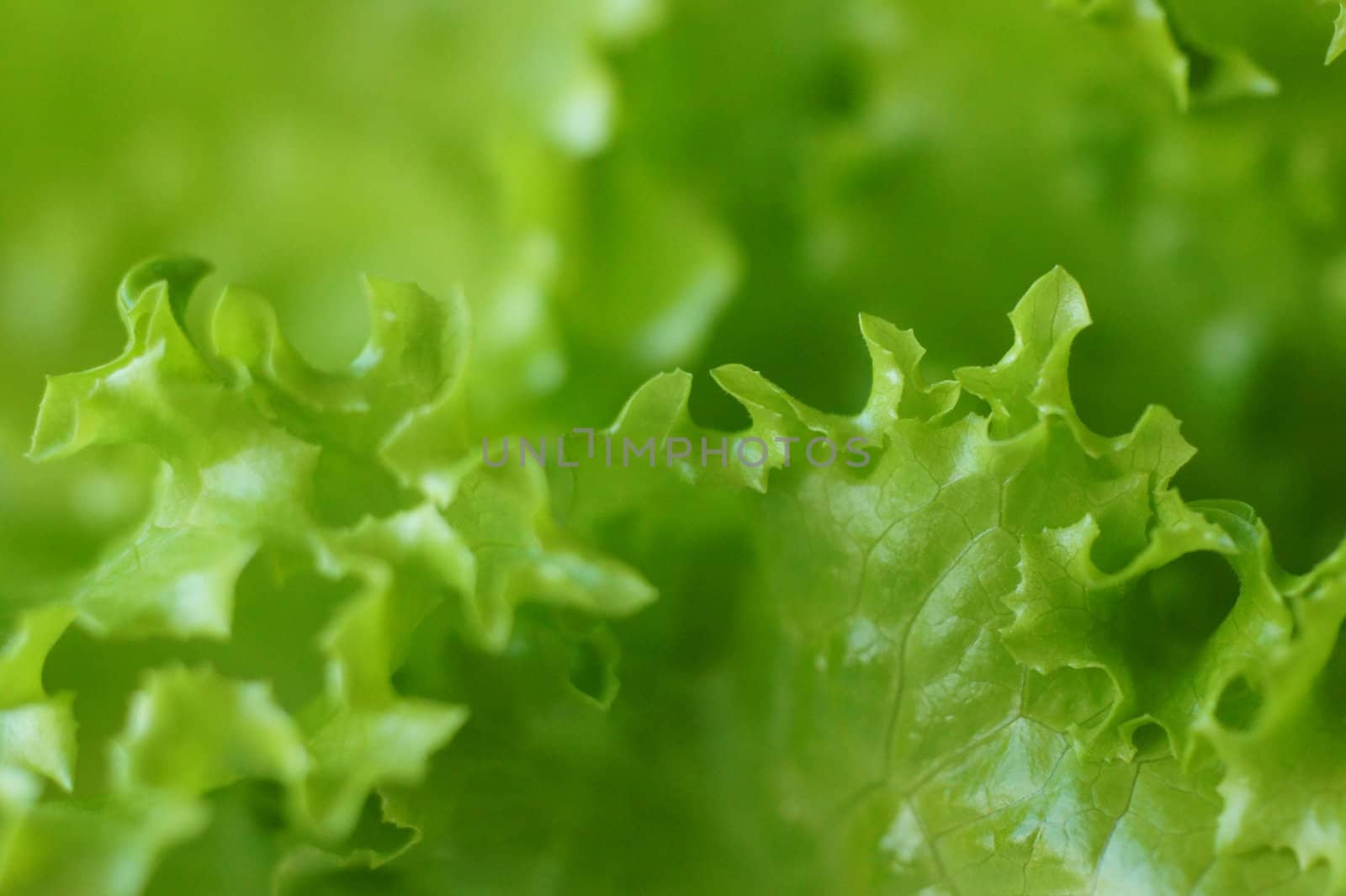 leaves of fresh lettuce the background close up